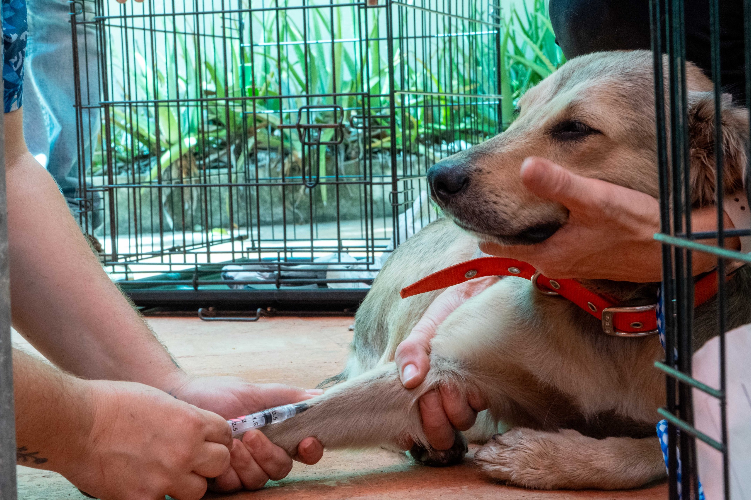 Alcaldía de Santo Domingo Este participa en Jornada de Esterilización de Perros y Gatos