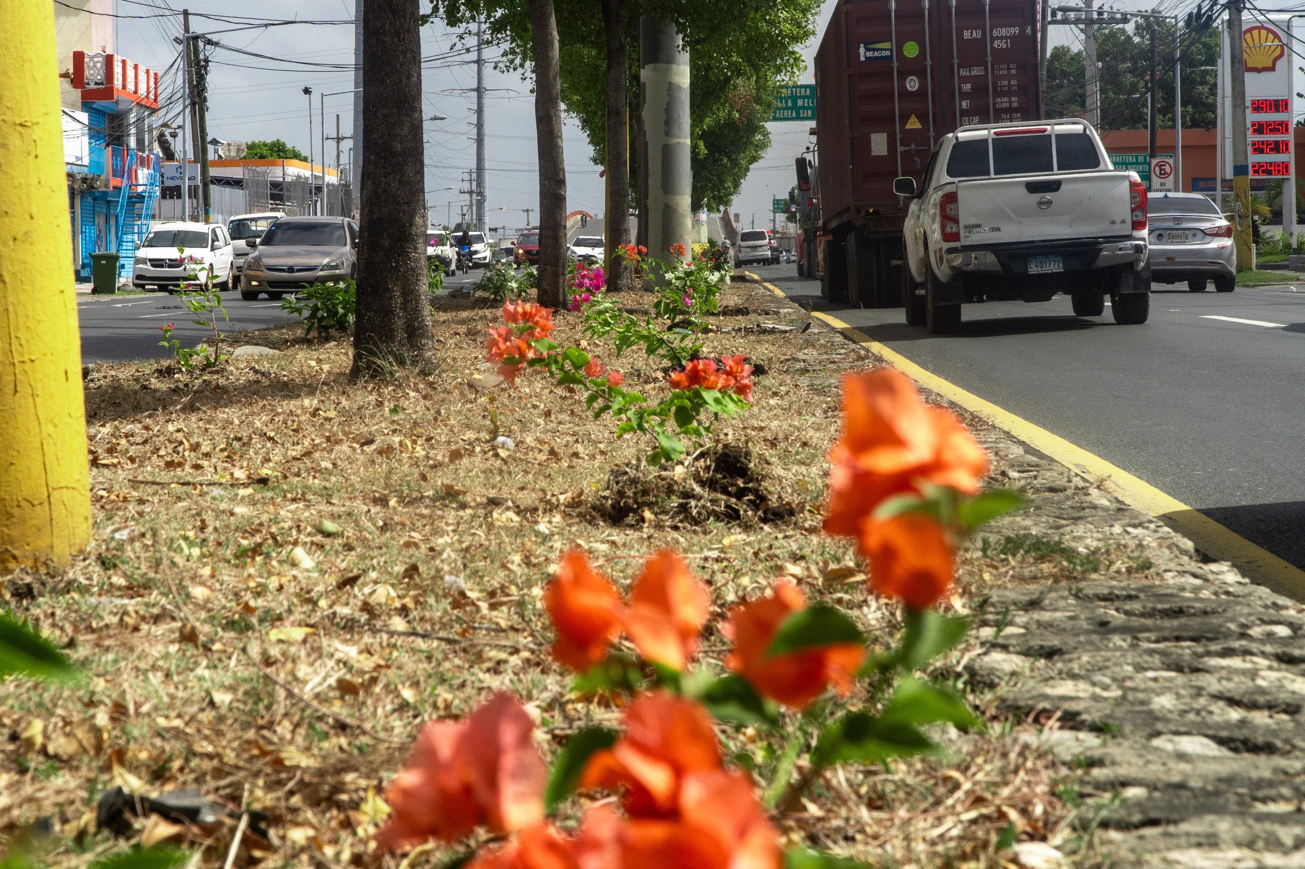 Ayuntamiento SDE  impulsa jornada de siembra de árboles en avenida Charles de Gaulle